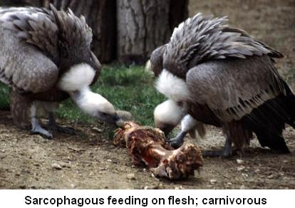 Sarcophagous feeding on flesh carnivorous